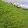 Ewe lambs for sale Image 2