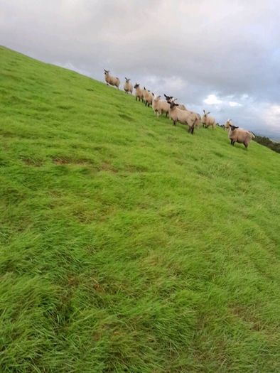 Ewe lambs for sale