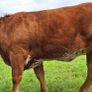 5  Heifers Balla Mart 22ndAugust Replacement 215 Image 8