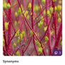 Cornus Alba Sibirica Dogwood plants Image 4