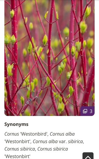 Cornus Alba Sibirica Dogwood plants