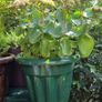 plants Image 6