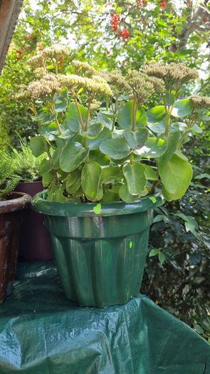 plants