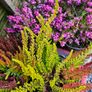 Large Heathers, three euros Image 3