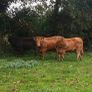 Top class heifers calving Jan Image 6