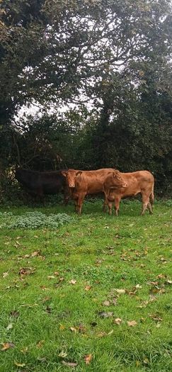Top class heifers calving Jan