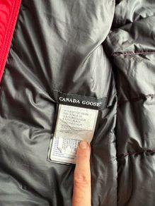 canada goose