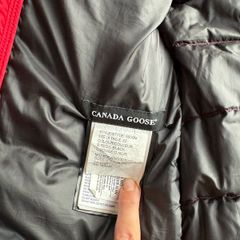 canada goose