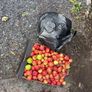 Apples free Image 2
