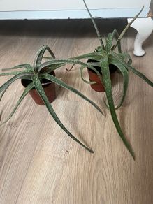 2 Aloe Vera Plants