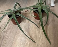 2 Aloe Vera Plants