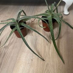 2 Aloe Vera Plants