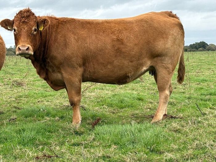 5 smashing incalf heifers