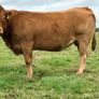 5 smashing incalf heifers Image 8
