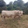 Charlois Bull Image 2