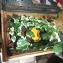 Vivarium / Corn Snake starter kits Image 7