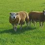 3 SIS PBR Texel Ram Lambs Image 6