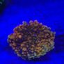 Ricordea Marine Coral Image 4