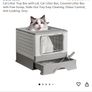 cat Image 7