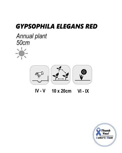 (G) Gypsophila Elegans Red seeds 1g (600823)
