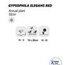 (G) Gypsophila Elegans Red seeds 1g (600823) Image 2