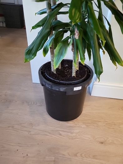 Dracaena Fragrans Burundii