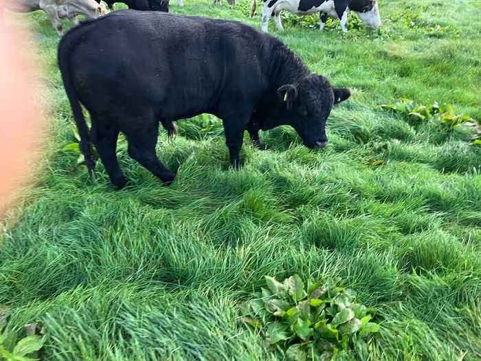 Cattle