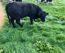 Cattle
