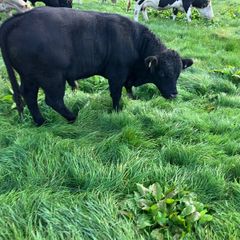 Cattle