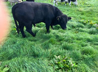 Cattle