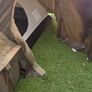2 man tent Image 5