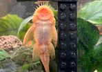 Albino Bristlenose Pleco
