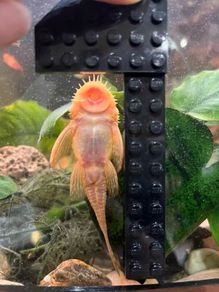 Albino Bristlenose Pleco