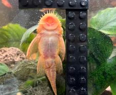 Albino Bristlenose Pleco