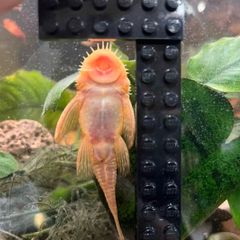 Albino Bristlenose Pleco