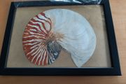 Original art (Nautilus)