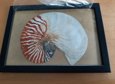 Original art (Nautilus)