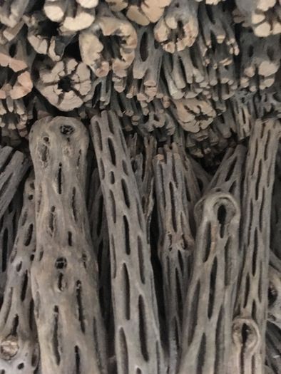 Pieces Cholla Cactus Wood 6"/Chinchilla Chews, shrimps, fishtank