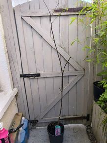 garden plants