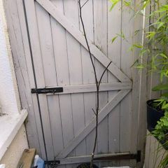 garden plants