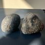Collectable Fossil coral stones Image 3