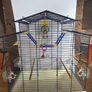 Parrot cage for sale great condition Image 4