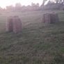 Square bales Image 6