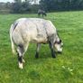 Belgium blue heifers Image 3