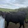 Pedigree Angus bulls and heifers Image 2
