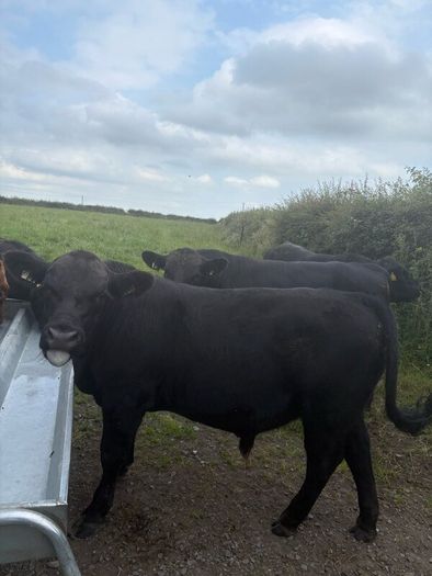 Pedigree Angus bulls and heifers