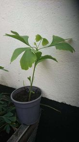 Ginkgo Biloba Tree