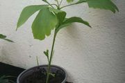 Ginkgo Biloba Tree