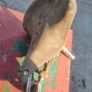 brookes saddle Image 2
