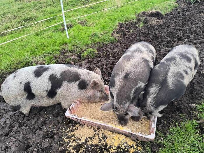 Kune Kune Sows